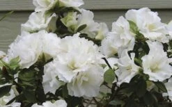 Perfecto Mundo Double White Reblooming Azalea - 3 Gallon Pot -Wilson Bros Gardens azalea perfecto mundo double white 9