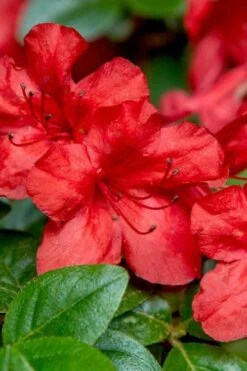 Stewartstonian Azalea - 1 Gallon Pot -Wilson Bros Gardens azalea stewartstonian 2