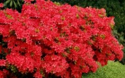 Stewartstonian Azalea - 1 Gallon Pot -Wilson Bros Gardens azalea stewartstonian 3