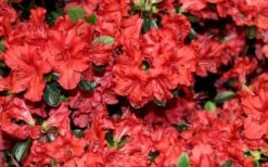 Stewartstonian Azalea - 1 Gallon Pot -Wilson Bros Gardens azalea stewartstonian 4