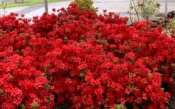 Stewartstonian Azalea - 1 Gallon Pot -Wilson Bros Gardens azalea stewartstonian 8