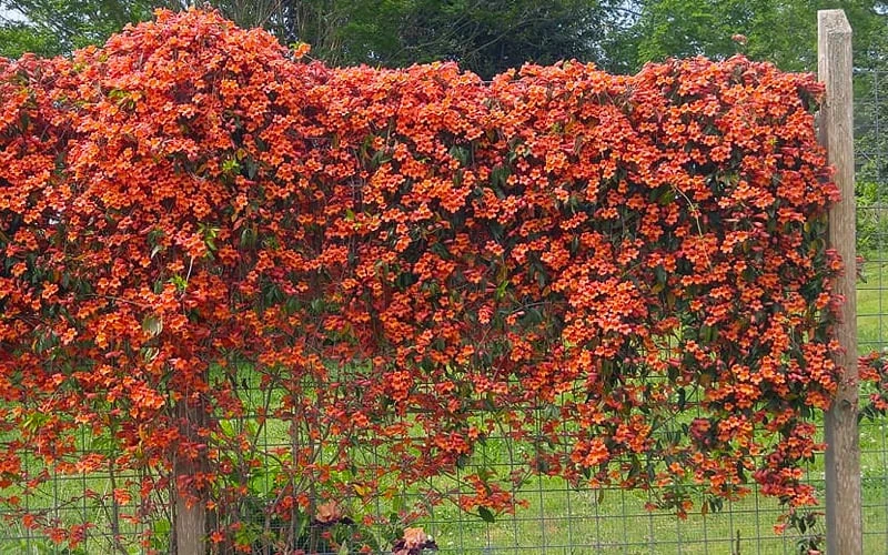 Tangerine Beauty Crossvine Bignonia - 1 Gallon Pot 10 Tangerine Beauty Crossvine Bignonia - 1 Gallon Pot - Image 10