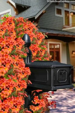 Tangerine Beauty Crossvine Bignonia - 1 Gallon Pot 18 Tangerine Beauty Crossvine Bignonia - 1 Gallon Pot -Wilson Bros Gardens bignonia capreolata tangerine beauty crossvine 105