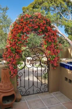 Tangerine Beauty Crossvine Bignonia - 1 Gallon Pot 14 Tangerine Beauty Crossvine Bignonia - 1 Gallon Pot -Wilson Bros Gardens bignonia capreolata tangerine beauty crossvine 110