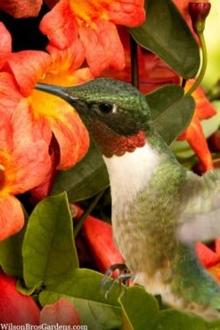 Tangerine Beauty Crossvine Bignonia - 1 Gallon Pot 15 Tangerine Beauty Crossvine Bignonia - 1 Gallon Pot -Wilson Bros Gardens bignonia capreolata tangerine beauty crossvine 111