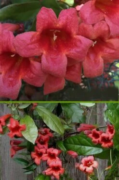 Shalimar Red Crossvine - Bignonia Capreolata - 6 Pack Of 1 Gallon Pots -Wilson Bros Gardens bignonia shalimar red crossvine 500x750 3