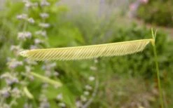 Blonde Ambition Blue Grama Grass (Bouteloua Gracilis) - 1 Gallon Pot -Wilson Bros Gardens bouteloua gracilis blonde ambition grama grass 1