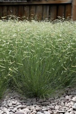 Blonde Ambition Blue Grama Grass (Bouteloua Gracilis) - 1 Gallon Pot -Wilson Bros Gardens bouteloua gracilis blonde ambition grama grass 6