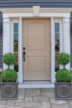 Common Boxwood 2-Ball Poodle Tier Topiary (Buxus Sempervirens) - 3 Gallon Pot (Short) -Wilson Bros Gardens boxwood two ball poodle tier 2