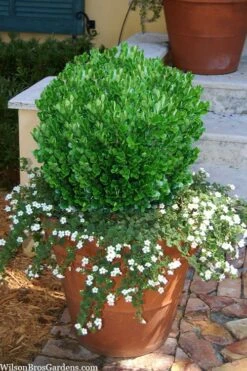Richard Boxwood (Buxus Harlandii) - 3 Gallon Pot -Wilson Bros Gardens buxus harlandii richard dwarf boxwood 4