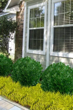 Richard Boxwood (Buxus Harlandii) - 3 Gallon Pot -Wilson Bros Gardens buxus harlandii richard dwarf boxwood 5