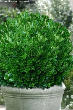 Richard Boxwood (Buxus Harlandii) - 3 Gallon Pot