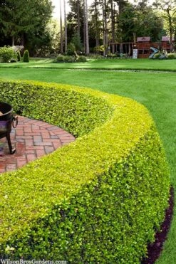 Golden Triumph Variegated Dwarf Boxwood - 3 Gallon Pot -Wilson Bros Gardens buxus microphylla golden triumph boxwood hedge 2