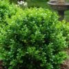 Little Missy Dwarf Boxwood - 2.5 Gallon Pot