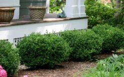 Little Missy Dwarf Boxwood - 6 Pack Of 1 Gallon Pots -Wilson Bros Gardens buxus microphylla little missy dwarf boxwood 5 2