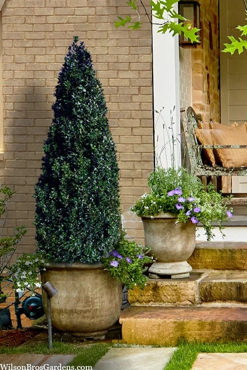 Arctic Emerald Columnar Boxwood - 1 Gallon Pot 1 Arctic Emerald Columnar Boxwood - 1 Gallon Pot