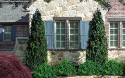 Arctic Emerald Columnar Boxwood - 1 Gallon Pot 10 Arctic Emerald Columnar Boxwood - 1 Gallon Pot -Wilson Bros Gardens buxus sempervirens arctic emerald boxwood 103 1