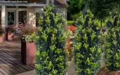 Arctic Emerald Columnar Boxwood - 1 Gallon Pot 11 Arctic Emerald Columnar Boxwood - 1 Gallon Pot -Wilson Bros Gardens buxus sempervirens arctic emerald boxwood 105 1