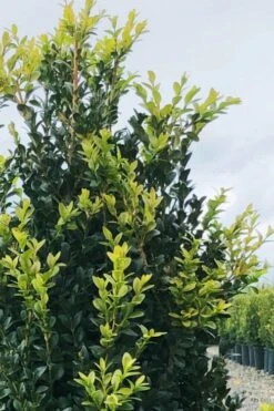 Arctic Emerald Columnar Boxwood - 1 Gallon Pot 12 Arctic Emerald Columnar Boxwood - 1 Gallon Pot -Wilson Bros Gardens buxus sempervirens arctic emerald boxwood 12 1