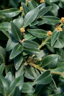 Arctic Emerald Columnar Boxwood - 6 Pack Of 1 Gallon Pots -Wilson Bros Gardens buxus sempervirens arctic emerald boxwood 16