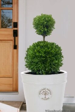 Dwarf English Boxwood Two-Ball Poodle Tier Topiary - 3 Gallon Pot -Wilson Bros Gardens buxus sempervirens suffriticosa standard two ball topiary boxwood 5