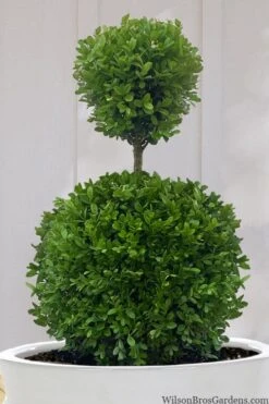 Dwarf English Boxwood Two-Ball Poodle Tier Topiary - 3 Gallon Pot -Wilson Bros Gardens buxus sempervirens suffruticosa standard two ball topiary boxwood 10