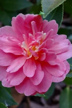 Autumn Spirit Camellia - Hybrid - 3 Gallon Pot -Wilson Bros Gardens camellia autumn spirit 21