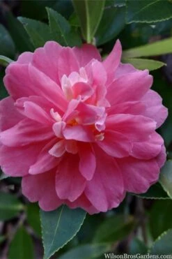 Autumn Spirit Camellia - Hybrid - 3 Gallon Pot -Wilson Bros Gardens camellia autumn spirit 22