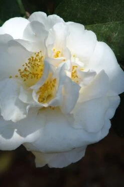 Cream Puff Fragrant Camellia - 3 Gallon Pot -Wilson Bros Gardens camellia cream puff 2