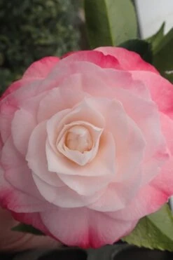 Desire Camellia Japonica - 1 Gallon Pot -Wilson Bros Gardens camellia desire 3