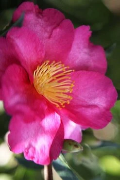 Hiryu Camellia Sasanqua - 3 Gallon Pot -Wilson Bros Gardens camellia hiryu 3