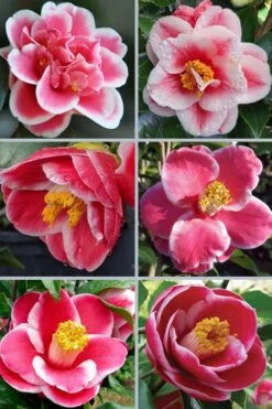 Sadaharu Oh Camellia - 7 Gallon Pot (3-4') -Wilson Bros Gardens camellia japonica sadaharu oh 102