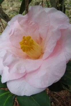Moonlight Bay Camellia Japonica - 3 Gallon Pot -Wilson Bros Gardens camellia moonlight bay 5
