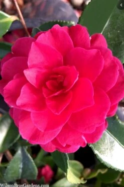 Purple Haze Camellia - 1 Gallon Pot -Wilson Bros Gardens camellia sasanqua purple haze 4