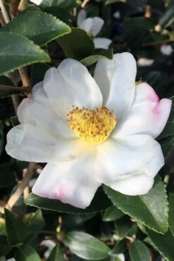 Survivor Cold Hardy White Camellia - 3 Gallon Pot -Wilson Bros Gardens camellia sasanqua sweet october 3