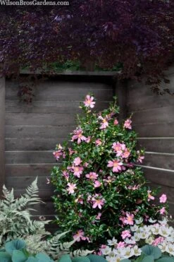 Slim 'N Trim Camellia - 7 Gallon Pot 7 Slim 'N Trim Camellia - 7 Gallon Pot -Wilson Bros Gardens camellia slim n trim 103