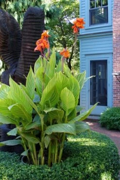 Bengal Tiger Canna Lily - 1 Gallon Pot -Wilson Bros Gardens canna pretoria bengal tiger 2