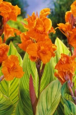 Bengal Tiger Canna Lily - 1 Gallon Pot -Wilson Bros Gardens canna pretoria bengal tiger 8
