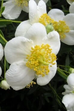 Elizabeth Bush Anemone (Carpentaria Californica) - 5 Gallon Pot -Wilson Bros Gardens carpentaria californica elizabeth bush anemone 3