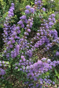 Blue Jeans Mountain Lilac (Ceanothus) - 2 Gallon Pot -Wilson Bros Gardens ceanothus blue jeans california lilac 1