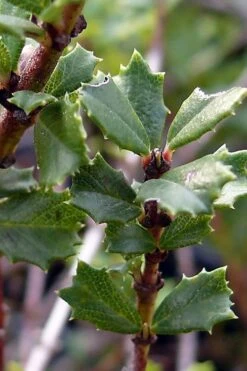 Blue Jeans Mountain Lilac (Ceanothus) - 2 Gallon Pot -Wilson Bros Gardens ceanothus blue jeans california lilac 7