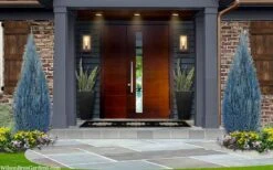 Blue Surprise Lawson Cypress (Chamaecyparis Lawsoniana) - 2 Gallon Pot -Wilson Bros Gardens chamaecyparis lawsoniana blue surprise lawson cypress 12