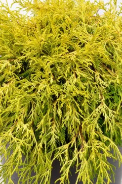 Gold Mop Threadleaf Cypress Tree (Standard Topiary) - 5 Gallon Pot -Wilson Bros Gardens chamaecyparis pisifera gold mop single trunk topiary tree 2