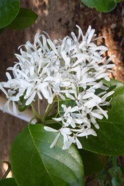 Tokyo Tower Chinese Fringe Tree (Chionanthus Retusus) - 7 Gallon Pot (6-7') -Wilson Bros Gardens chionanthus retusus tokyo tower chinese fringe tree 4
