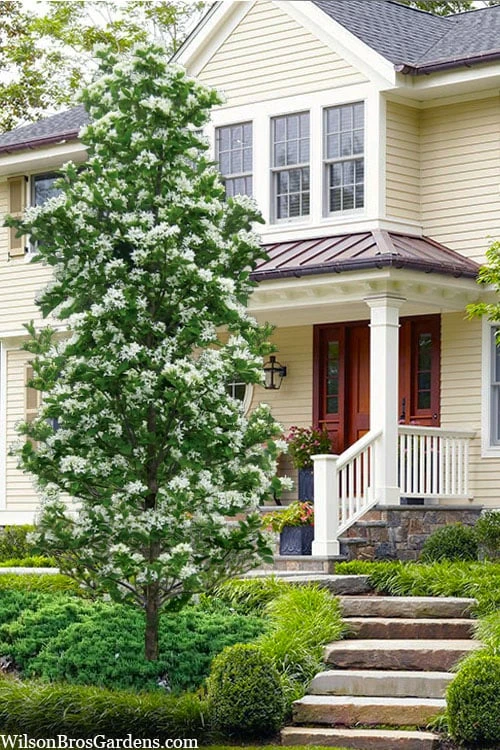 Tokyo Tower Chinese Fringe Tree (Chionanthus Retusus) - 7 Gallon Pot (5-6') 1 Tokyo Tower Chinese Fringe Tree (Chionanthus Retusus) - 7 Gallon Pot (5-6')
