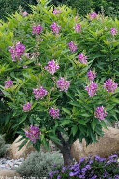 El Nino Desert Orchid (Chitalpa) - 3 Gallon Pot -Wilson Bros Gardens chitalpa el nino desert orchid 10