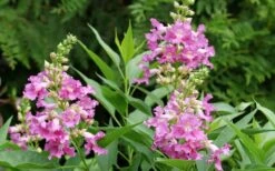 El Nino Desert Orchid (Chitalpa) - 3 Gallon Pot -Wilson Bros Gardens chitalpa el nino desert orchid 3