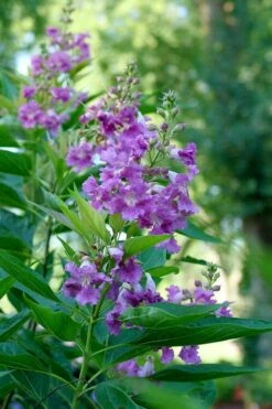 El Nino Desert Orchid (Chitalpa) - 3 Gallon Pot -Wilson Bros Gardens chitalpa el nino desert orchid 6