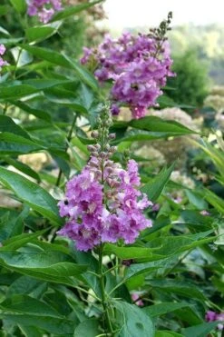 El Nino Desert Orchid (Chitalpa) - 3 Gallon Pot -Wilson Bros Gardens chitalpa el nino desert orchid 8