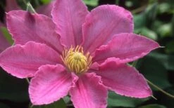 Abilene Clematis - 1 Gallon Pot -Wilson Bros Gardens clematis abilene 12